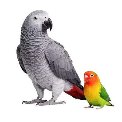 birds