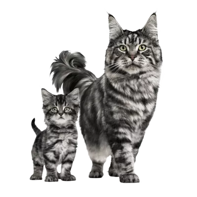 cats