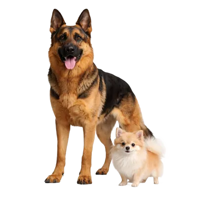 dogs