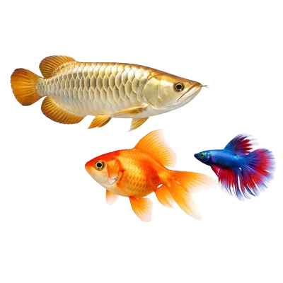 fish_1